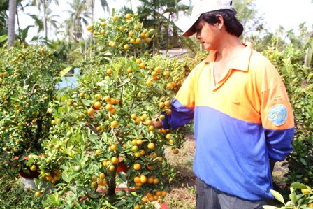 Độc chiêu “thổi hồn” cho quất kiểng kiếm tiền triệu ảnh 9 Độc chiêu “thổi hồn” cho quất kiểng kiếm tiền triệu ảnh 9