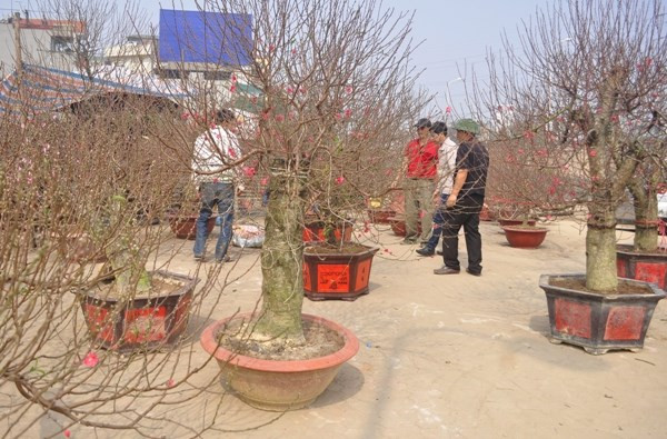 Những gốc đào cổ thụ khác hầu hết có giá dao động từ 20-50 triệu đồng.