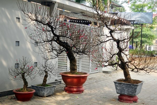 Do thời tiết nắng ấm nên các cây đào nở hoa rất nhanh.