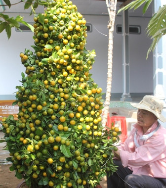 Độc chiêu “thổi hồn” cho quất kiểng kiếm tiền triệu ảnh 7 Độc chiêu “thổi hồn” cho quất kiểng kiếm tiền triệu ảnh 7