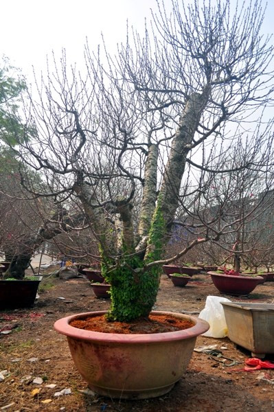 Do thời tiết nắng ấm nên các cây đào nở hoa rất nhanh.