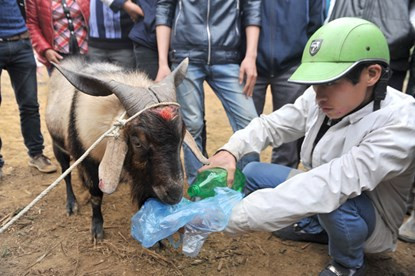 Hội chọi dê có một không hai dịp đầu năm ảnh 5