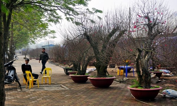 Đào cổ thụ giá “khủng”, thuê chưng cũng mất hàng chục triệu