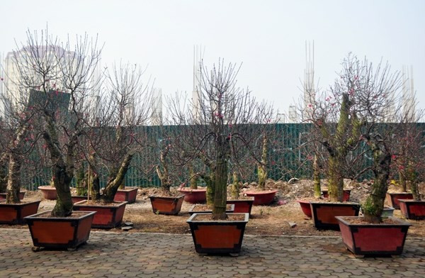 Đào cổ thụ giá “khủng”, thuê chưng cũng mất hàng chục triệu