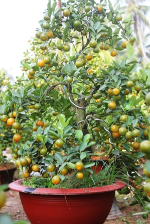 Độc chiêu “thổi hồn” cho quất kiểng kiếm tiền triệu ảnh 14 Độc chiêu “thổi hồn” cho quất kiểng kiếm tiền triệu ảnh 14