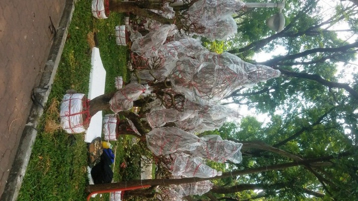 Cận cảnh đào Nhật Tân giá hàng chục triệu đồng ở Sài Gòn ảnh 13