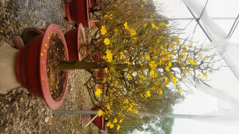 Những vườn mai Tết tiền tỉ khoe sắc ở Sài Gòn ảnh 6