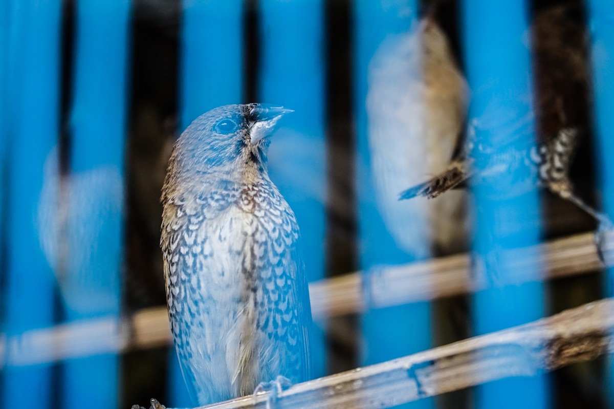Ngày rằm tháng Chạp và dịp cúng ông Công, ông Táo nhiều người thường có thói quen thả cá, thả chim... để phóng sinh.
