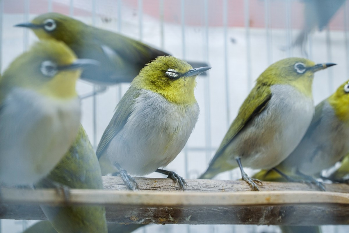 Phóng sinh là một hành động và nghi lễ truyền thống trong Phật giáo chỉ về cách thực hành để cứu súc vật, chim chóc, cá... khỏi bị giết hại hay giam nhốt.
