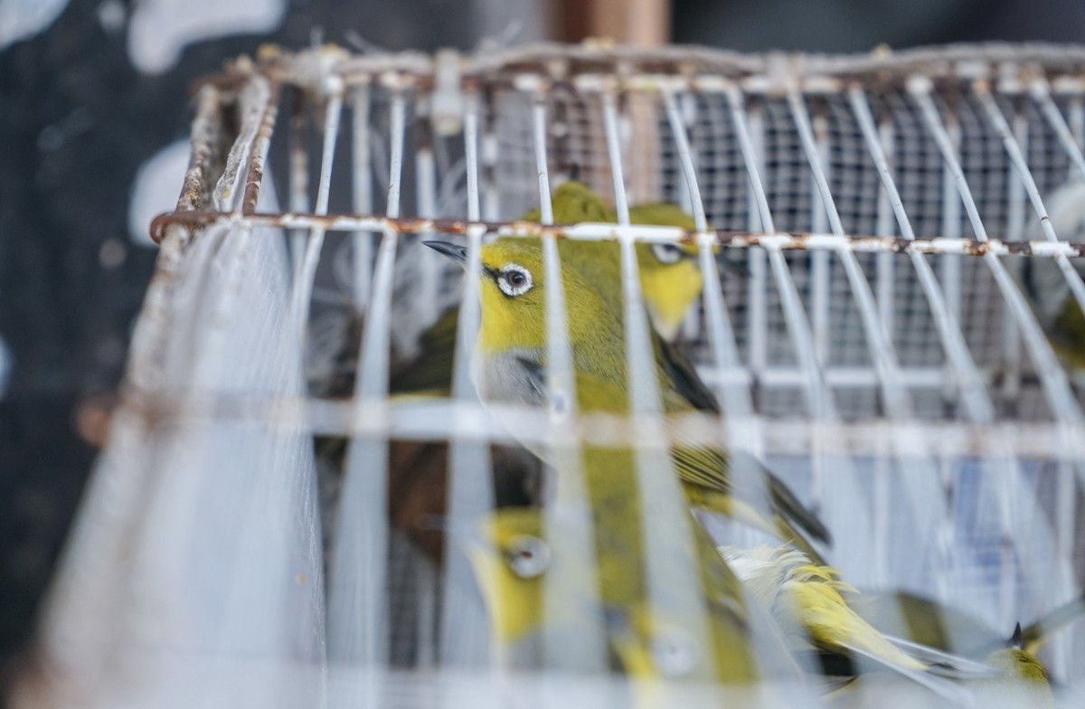 Phóng sinh thường được hiểu đơn giản là khi gặp một con vật bị nạn thì ra tay cứu thoát, hoặc nhìn thấy một hoặc nhiều con vật sắp bị giết thì bỏ tiền ra mua để cứu sống chúng. Phóng sinh là trao cho sinh vật nào đó cơ hội tiếp tục sống.