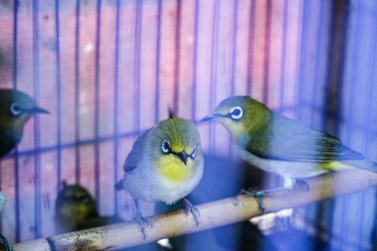 Theo ghi nhận, chim phục vụ cho phóng sinh năm nay chủ yếu là chim vành khuyên, chim sẻ đất.