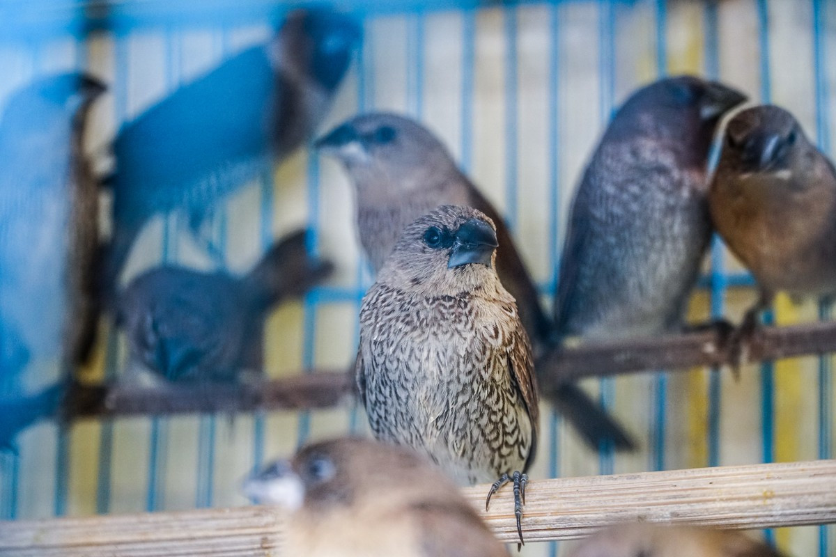 "Họ có khi bẫy được cả đàn chim, chúng tôi mua lại sau đó bán cho khách hàng để phục vụ cho việc thả phóng sinh vào ngày rằm và ngày cúng ông Công, ông Táo"- tiểu thương này nói.