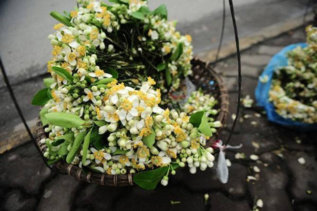 Vương vấn mùa hoa trắng tháng ba ảnh 3