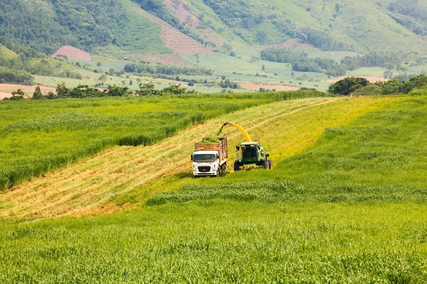 Những khoảng có mới cũ xen kẽ tạo nên lớp lang về màu sắc và vô tình làm tôn thêm vẻ đẹp của đồng cỏ.