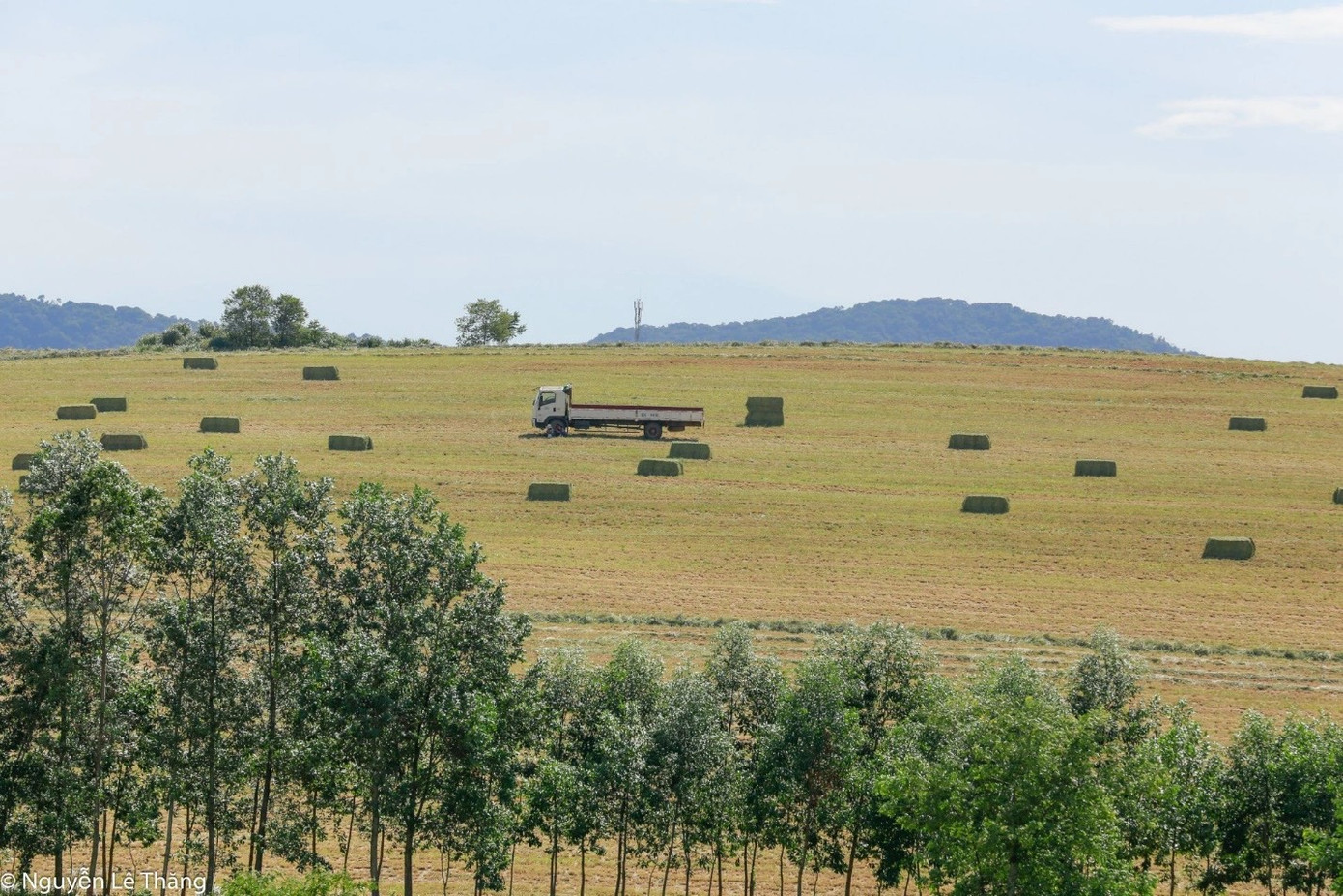 Cỏ được đóng bánh nằm trên đồng chờ được mang về các “nhà bếp 5 sao” phục vụ đàn bò sữa gần 70.000 con của TH true MILK. Ảnh: Lê Thăng