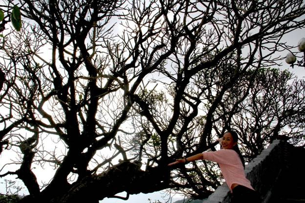 Những cụ Đại trên 700 năm tuổi trầm mặc ở vườn tháp mộ Huệ Quang.