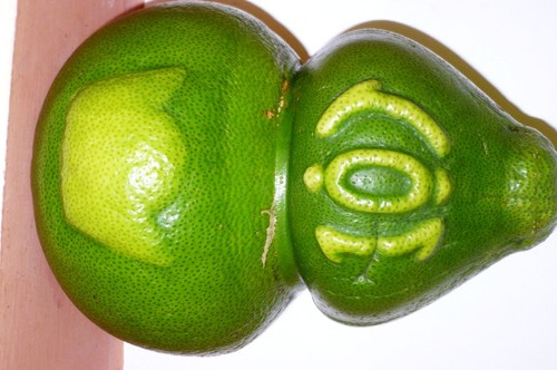 Bưởi hồ lô có khắc chữ lộc và thỏi vàng. Ảnh: VT. Bưởi hồ lô có khắc chữ lộc và thỏi vàng. Ảnh: VT