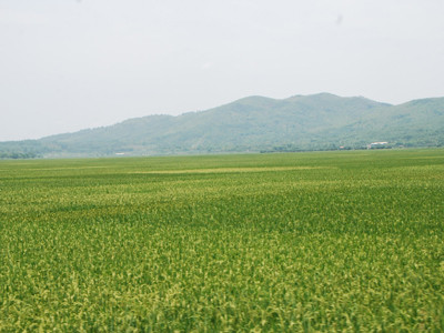 Sắp chín rộ lúa chiêm xuân ở Thanh Hóa. Sắp chín rộ lúa chiêm xuân ở Thanh Hóa