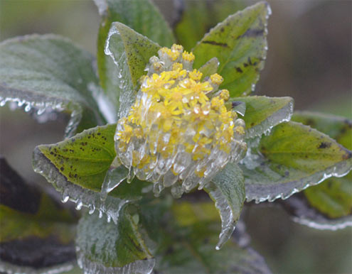 Bông hoa bị băng bao phủ. Bông hoa bị băng bao phủ