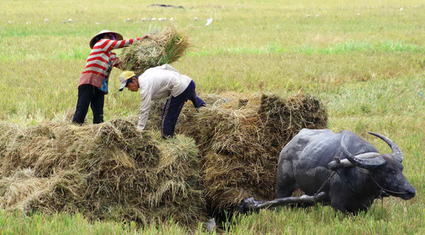 Thu hoạch lúa ở ĐBSCL 