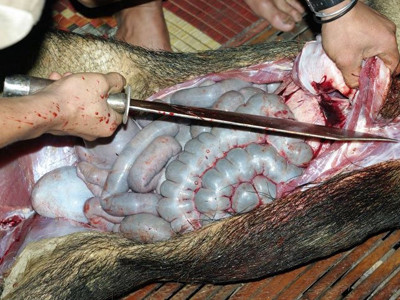 Mổ bụng mãnh thú để cúng thần ché