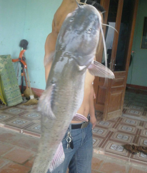 cá Lăng chấm có chiều dài 1,4m và cân nặng khoảng 54kg 