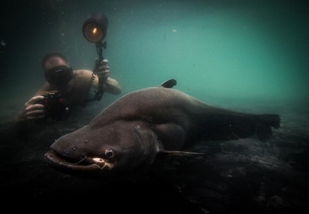 Hãi hùng với những 'thủy quái' có kích thước khủng nhất thế giới ảnh 7