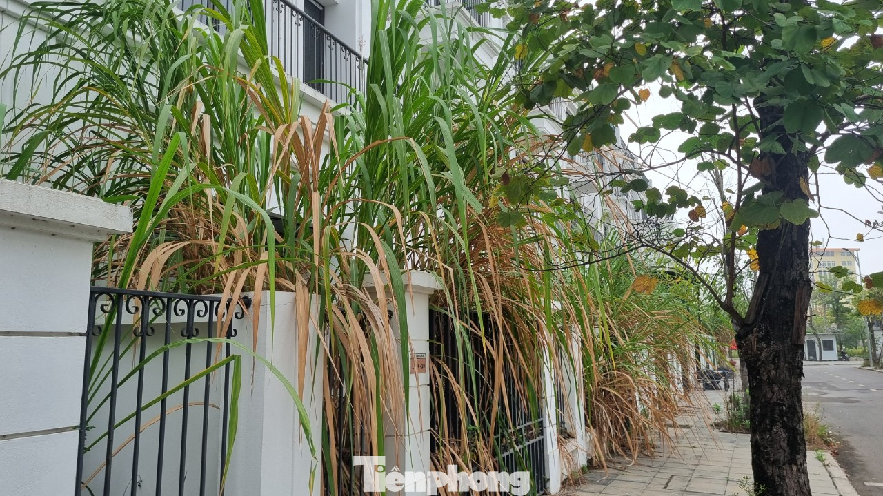 Bà Huyền cho biết thêm, sống ở đây buồn; đêm đến cảm giác hơi sợ vì không có người ở và không có bảo vệ; nếu có cướp không biết kêu ai. "Tôi đã nhiều lần rao bán nhà, nhưng không ai đến hỏi mua, bởi khu vực là quảng trường thành phố, đất rộng, người thưa, nhu cầu kinh doanh thấp nên rất ít người quan tâm", bà Huyền chia sẻ. Bà Huyền cho biết thêm, sống ở đây buồn; đêm đến cảm giác hơi sợ vì không có người ở và không có bảo vệ; nếu có cướp không biết kêu ai. "Tôi đã nhiều lần rao bán nhà, nhưng không ai đến hỏi mua, bởi khu vực là quảng trường thành phố, đất rộng, người thưa, nhu cầu kinh doanh thấp nên rất ít người quan tâm", bà Huyền chia sẻ.