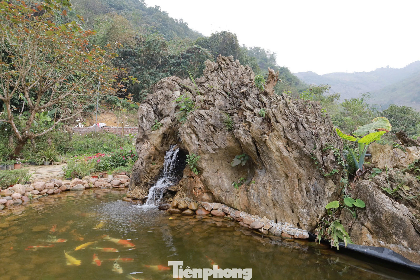 Chị đã mời một chuyên gia khảo cổ học đến xem và nhận định đây có thể là một gốc cây hóa thạch. "Có rất nhiều nhà đầu tư về du lịch đã đến khu vườn xem, trả giá cho khối đá. Có người trả giá lên đến 18 tỷ đồng, nhưng tôi nhất quyết không bán", chị Liên chia sẻ.