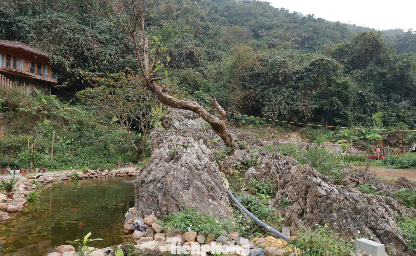 Gần đây, thông tin về một khối đá nghi gốc cây hóa thạch, được trả giá lên đến 18 tỷ đồng tại TP. Hòa Bình đang thu hút sự chú ý của dư luận, khiến nhiều người tò mò đến xem.