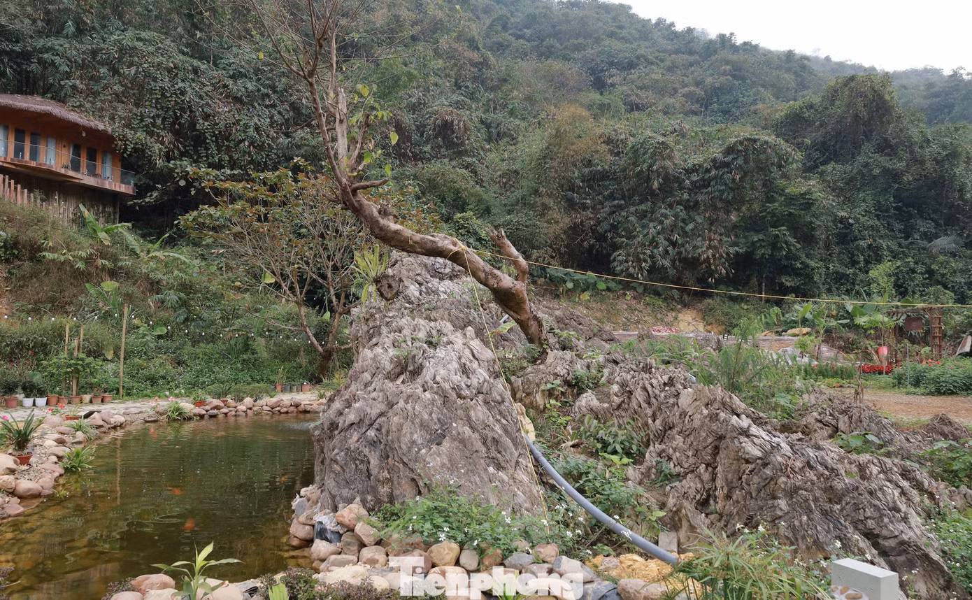 Gần đây, thông tin về một khối đá nghi gốc cây hóa thạch, được trả giá lên đến 18 tỷ đồng tại TP. Hòa Bình đang thu hút sự chú ý của dư luận, khiến nhiều người tò mò đến xem.