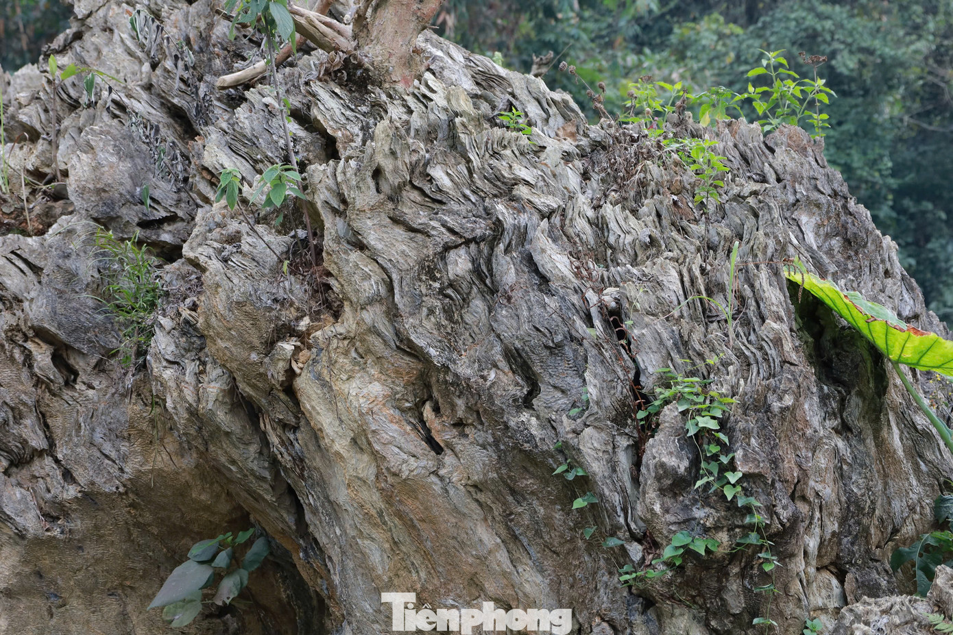 Chị đã mời một chuyên gia khảo cổ học đến xem và nhận định đây có thể là một gốc cây hóa thạch. "Có rất nhiều nhà đầu tư về du lịch đã đến khu vườn xem, trả giá cho khối đá. Có người trả giá lên đến 18 tỷ đồng, nhưng tôi nhất quyết không bán", chị Liên chia sẻ.