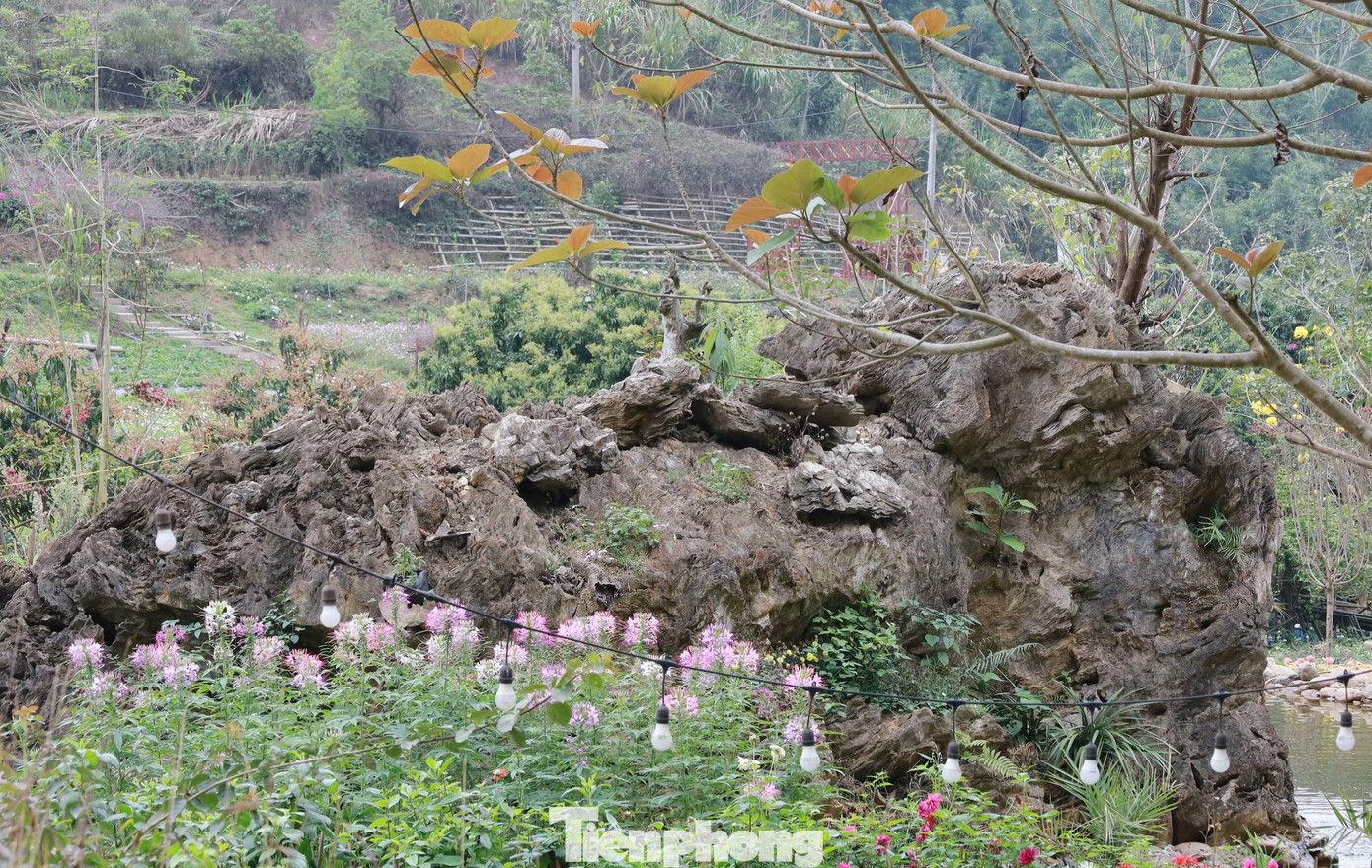 Theo quan sát, khối đá cao khoảng 2m, dài hơn 10m, trên bề mặt có những đường vân, thớ giống gỗ. Toàn bộ khối đá giống như phần gốc rễ cây cổ thụ.