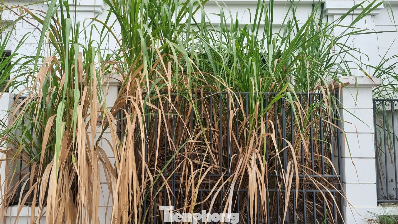 Bà Huyền cho biết thêm, sống ở đây buồn; đêm đến cảm giác hơi sợ vì không có người ở và không có bảo vệ; nếu có cướp không biết kêu ai. "Tôi đã nhiều lần rao bán nhà, nhưng không ai đến hỏi mua, bởi khu vực là quảng trường thành phố, đất rộng, người thưa, nhu cầu kinh doanh thấp nên rất ít người quan tâm", bà Huyền chia sẻ. Bà Huyền cho biết thêm, sống ở đây buồn; đêm đến cảm giác hơi sợ vì không có người ở và không có bảo vệ; nếu có cướp không biết kêu ai. "Tôi đã nhiều lần rao bán nhà, nhưng không ai đến hỏi mua, bởi khu vực là quảng trường thành phố, đất rộng, người thưa, nhu cầu kinh doanh thấp nên rất ít người quan tâm", bà Huyền chia sẻ.