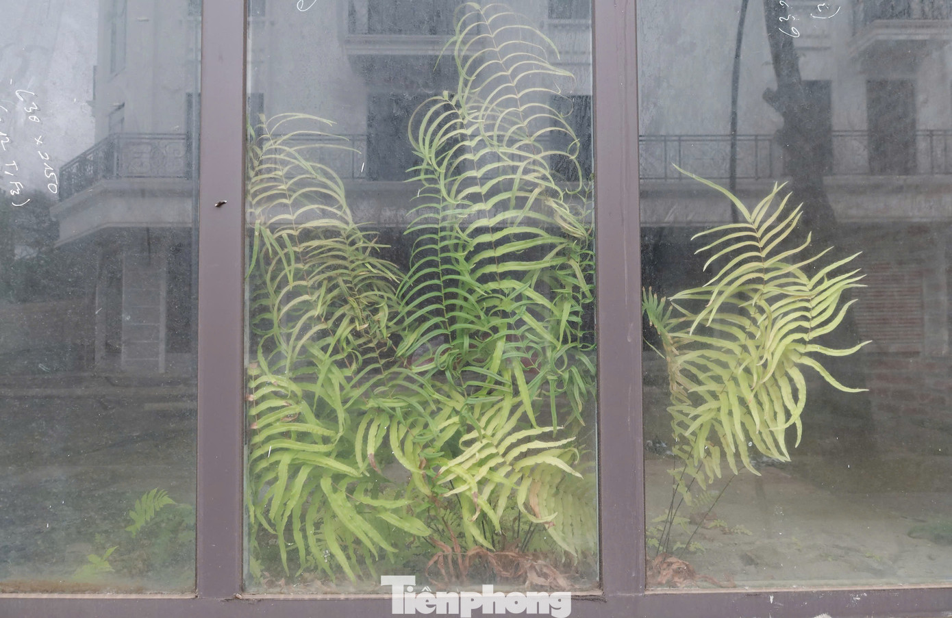 Theo lãnh đạo phường, trong tổng số 68 căn của dự án, mới có khoảng 20 căn có chủ nhân, phần lớn vẫn trong tình trạng bỏ không. Theo lãnh đạo phường, trong tổng số 68 căn của dự án, mới có khoảng 20 căn có chủ nhân, phần lớn vẫn trong tình trạng bỏ không.