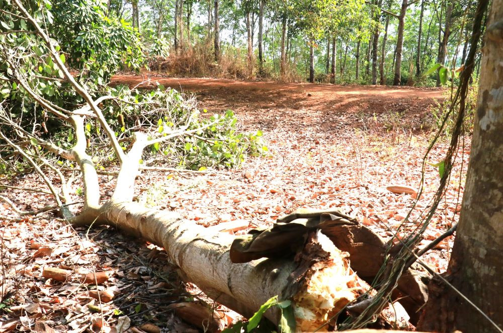 Một cây trồng bên đường bị voi phá gãy Một cây trồng bên đường bị voi phá gãy