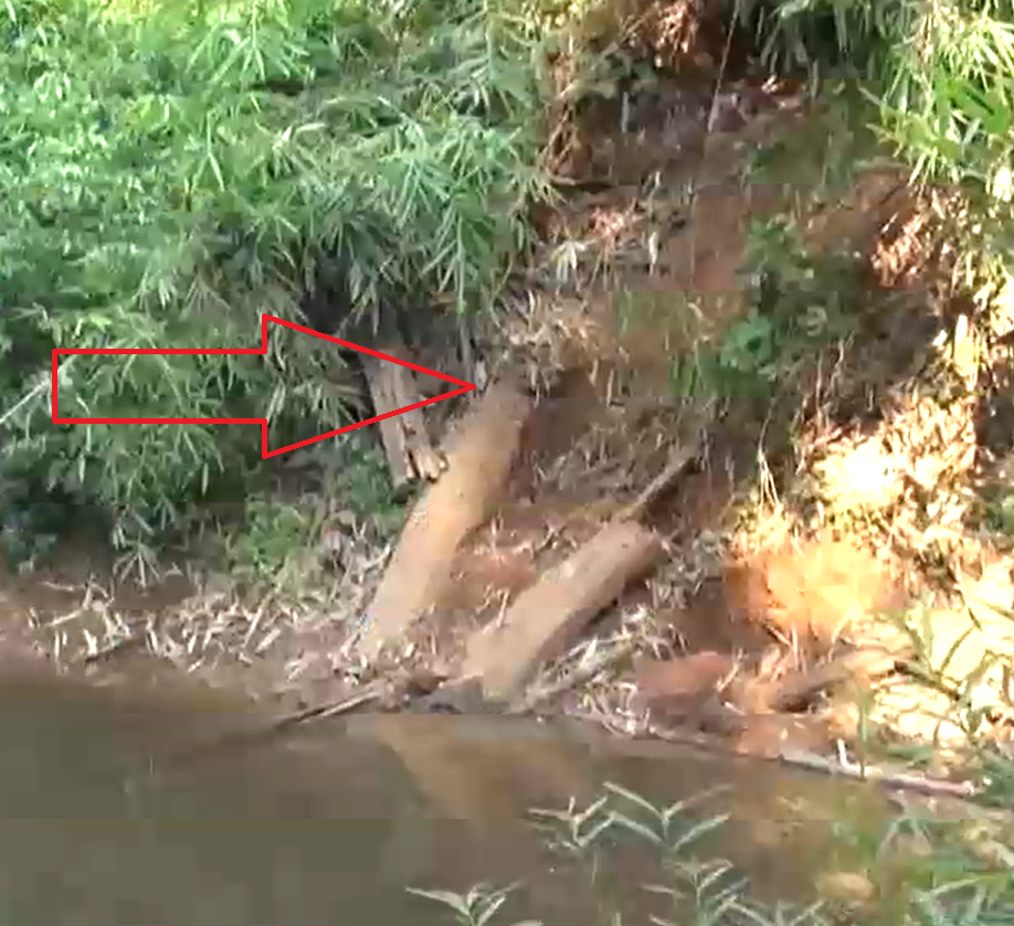 Vị trí di chuyển của voi rừng vào khu vực có người dân sinh sống Vị trí di chuyển của voi rừng vào khu vực có người dân sinh sống