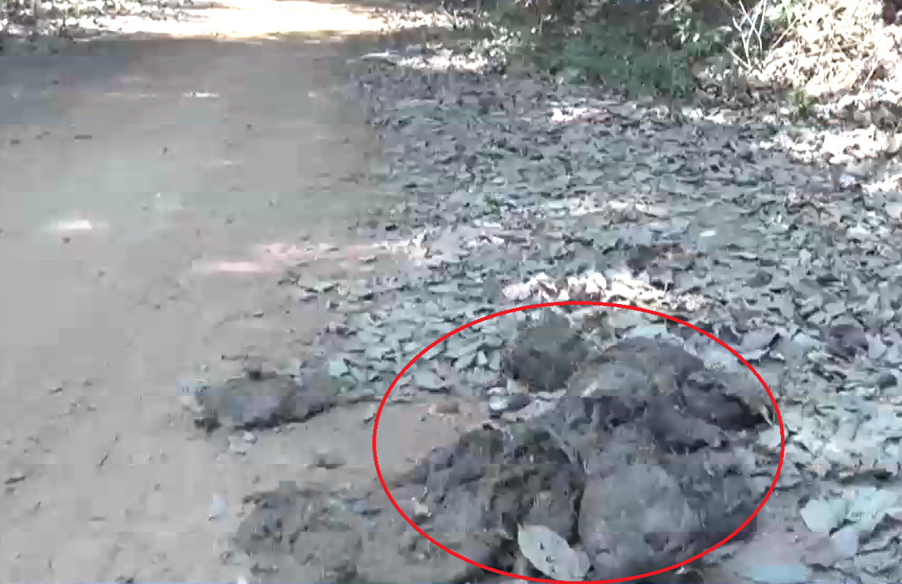 Phân voi trên đường di chuyển Phân voi trên đường di chuyển