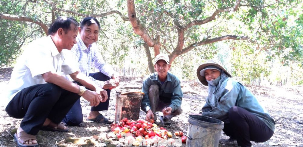 Người dân Khmer cần cù, chịu khó... biến vùng đất khô khan thành nơi "hái ra tiền"