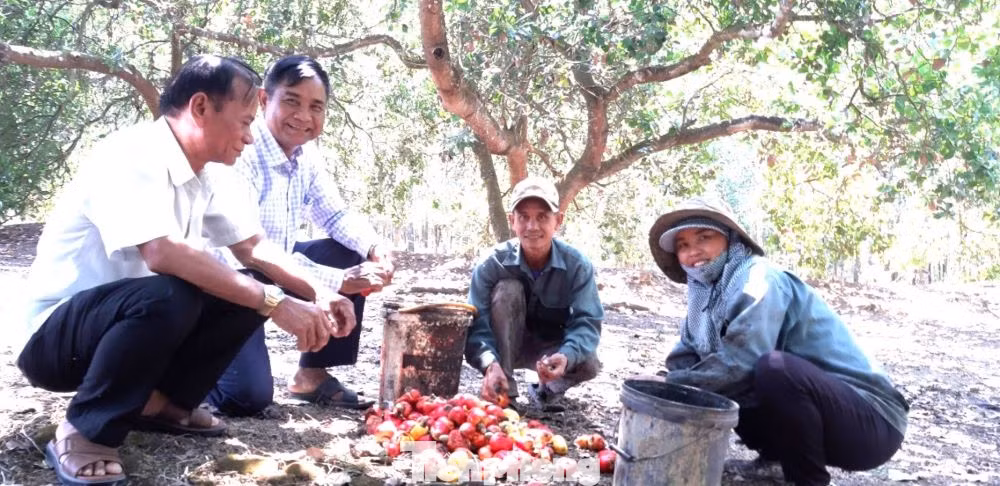 Người dân Khmer cần cù, chịu khó... biến vùng đất khô khan thành nơi "hái ra tiền" Người dân Khmer cần cù, chịu khó... biến vùng đất khô khan thành nơi "hái ra tiền"
