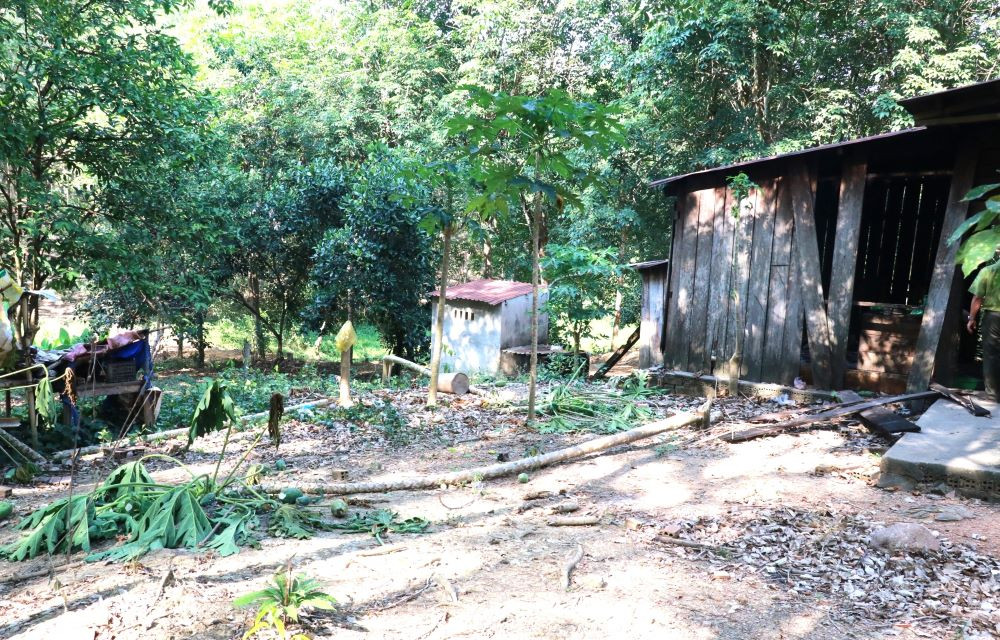 Voi rừng phá cây trồng của người dân Voi rừng phá cây trồng của người dân