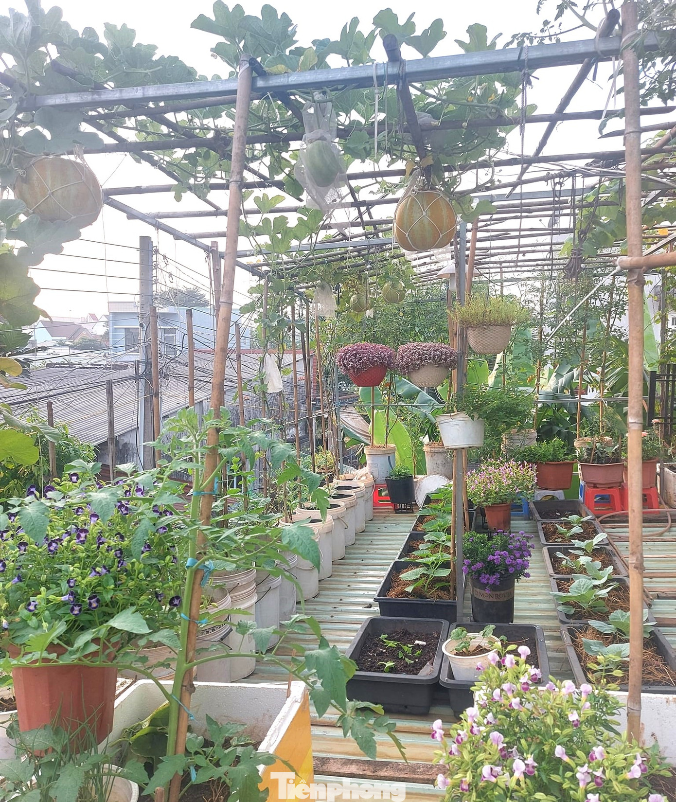 “Trong cái khó, ló cái khôn”. Câu châm ngôn của người xưa ứng nghiệm với trường hợp của gia đình chị Nguyễn Thị Kim Loan (sinh năm 1980, ngụ phường Tân Đông Hiệp, TP Dĩ An, tỉnh Bình Dương) với mô hình trồng rau trên sân thượng.