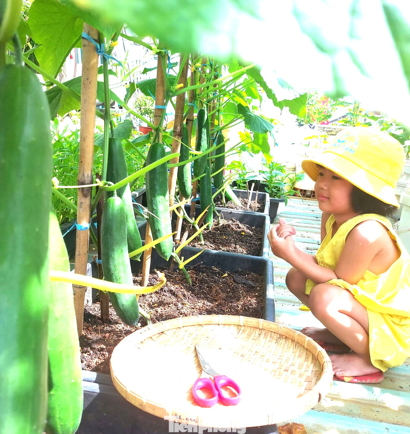 Căn nhà với diện tích đất chưa đầy 100m2 được chị Loan tận dụng sân thượng khoảng 40m2 để trồng rau, quả và thu về kết quả đầy bất ngờ.