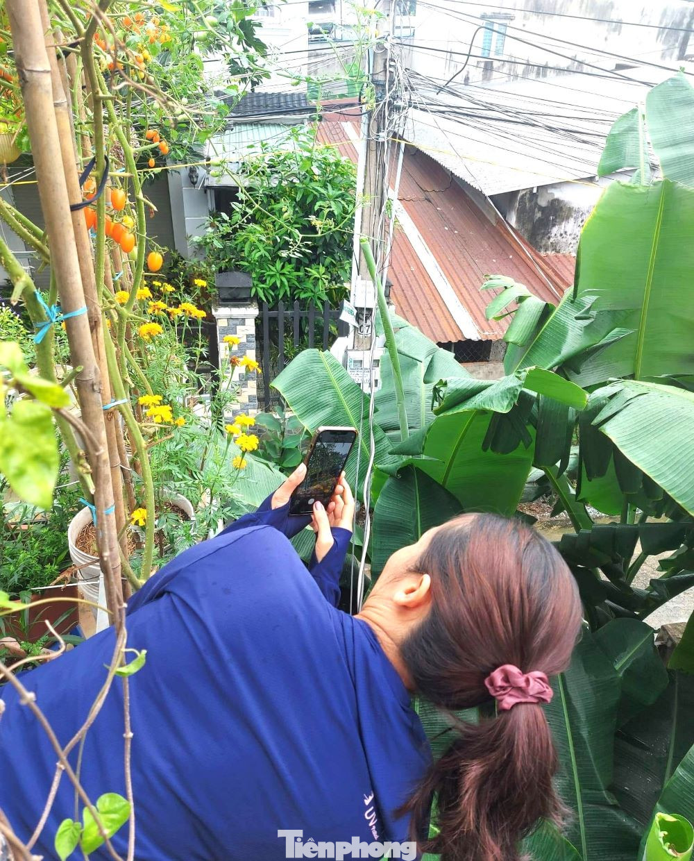 Chủ vườn rau đặc biệt này cho hay, khi mới thực hiện mô hình trồng rau trên sân thượng, chị chưa từng nghĩ có ngày vườn rau trở thành điểm “hút khách” như bây giờ. “Cả năm nay, ngày nào cũng có người xin vào tham quan. Có trường hợp dẫn theo cả gia đình ba thế hệ đến chơi rồi lên vườn rau “check in”. Thấy người ta thích khu vườn, bản thân mình cũng vui và hạnh phúc”, chị Loan kể.