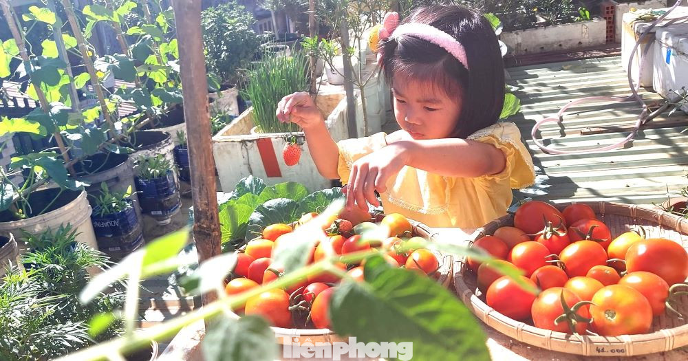 Theo chị Loan, trồng được rau sạch không đơn giản. Để phòng sâu bệnh, chị phải tự ủ dứa, bồ hòn để phun định kỳ và bắt sâu bằng tay. Nếu cây nhiễm bệnh thì phải nhổ bỏ, không dùng thuốc trừ sâu. Đặc biệt, trồng cây phải theo mùa và theo đặc tính của cây. Mùa nắng thì thích hợp trồng dưa, cà, rau các loại; mùa mưa thì trồng những loại cây ưa nước như rau muống, cải xanh, bí đao. Mùa lạnh thì có thể tận dụng trồng bắp cải, súp lơ, dâu tây.