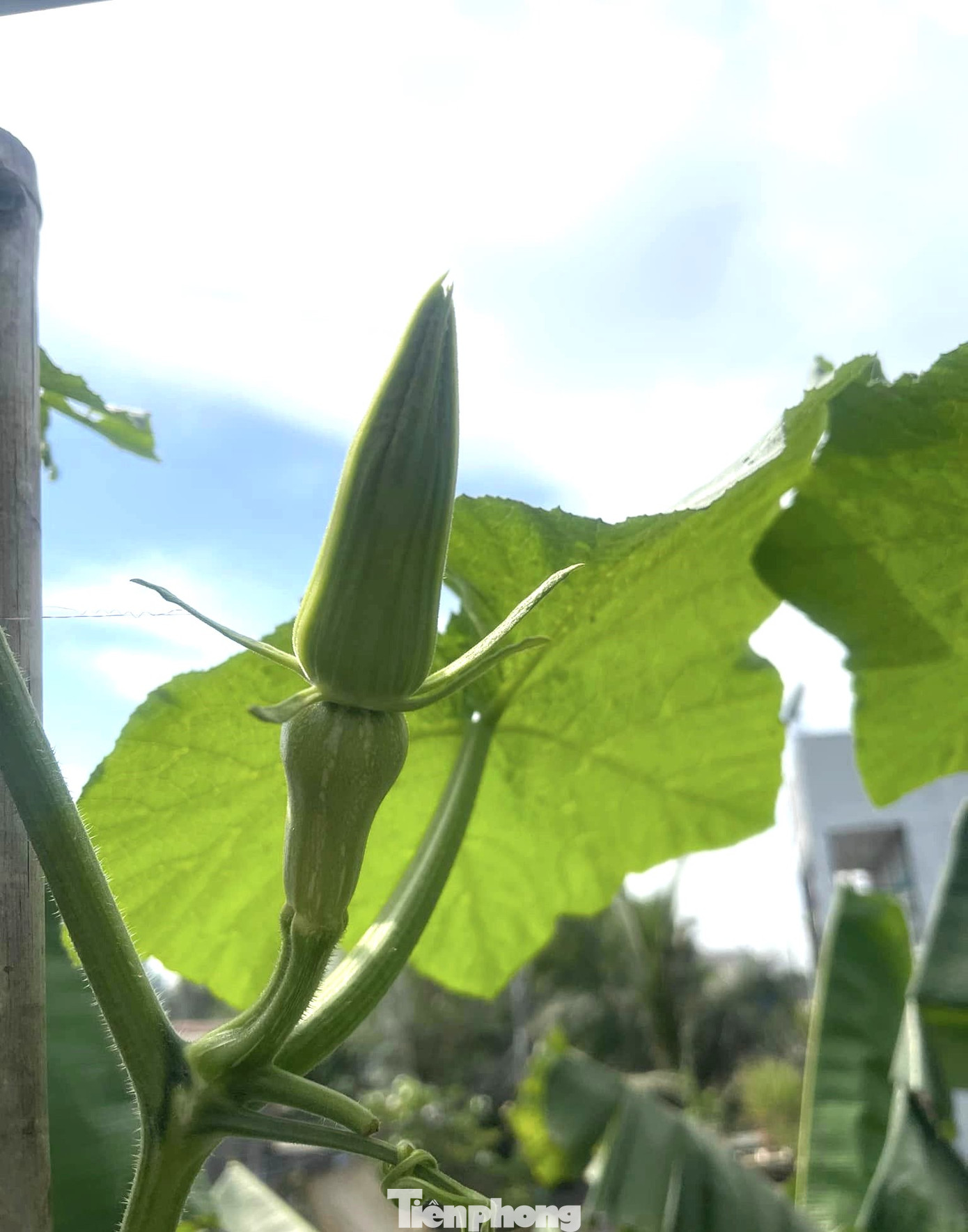 Vườn rau trái trĩu quả trên mái nhà của bà chủ 8x ảnh 8