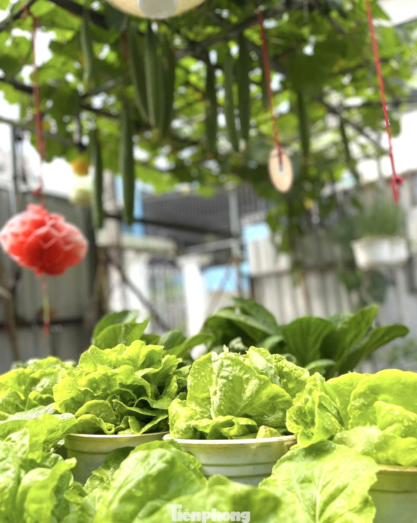 Sau 3 năm hình thành, đến nay khu vườn rau, quả trên sân thượng nhà chị Loan không chỉ cung cấp rau quả sạch ra thị trường mà còn trở thành điểm “check in” lý tưởng của nhiều bạn trẻ. Hiện tại, khu vườn có nhiều loại rau ăn lá như cải, mồng tơi, rau muống, dền, xà lách, bắp cải, cà chua,... và cây ăn quả như táo, nho, sung, tắc,... "Mỗi lần về thăm ba mẹ ở Đồng Nai, tôi đều mang đất về để trồng rau vì đất nơi đó rất tốt, nhiều dinh dưỡng”, chị Loan chia sẻ.