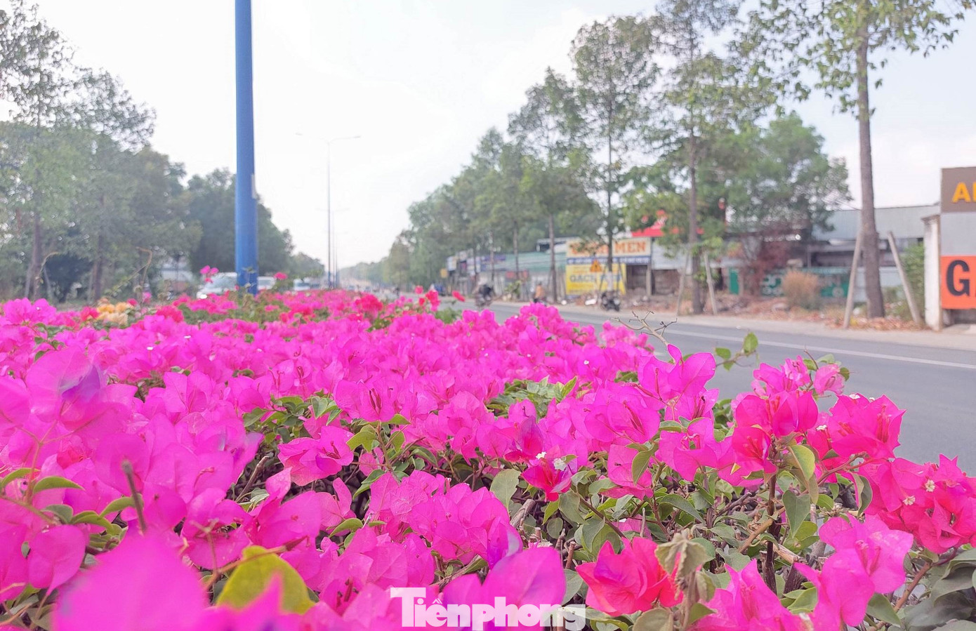 Giờ đây, với sắc hoa nở rộ rực rỡ, tuyến đường này trở nên mềm mại hơn.