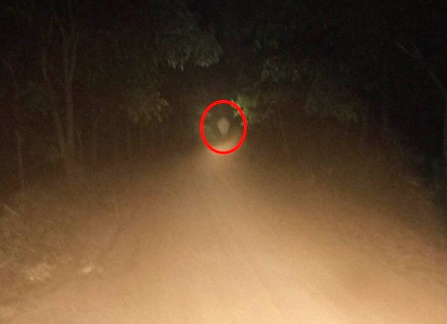 Hình ảnh voi rừng di chuyển được lực lượng chức năng ghi lại Hình ảnh voi rừng di chuyển được lực lượng chức năng ghi lại