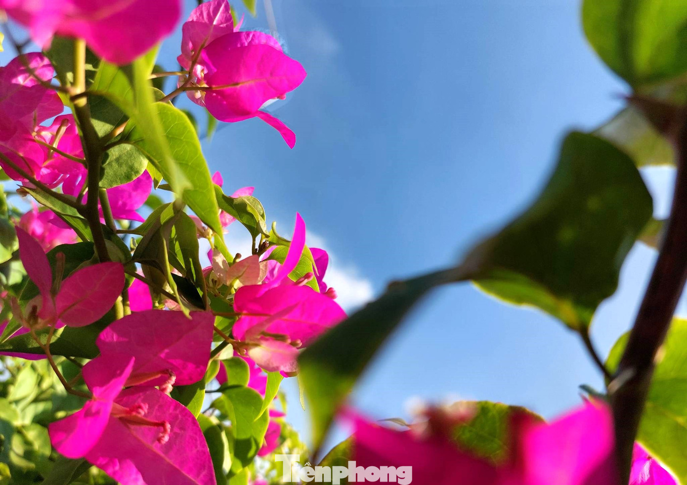 Cây hoa giấy là loại hoa có nét đẹp giản dị, còn có tên gọi khác là cây bông giấy hay móc diều, có sức chịu hạn khá tốt, cho hoa quanh năm. Cánh hoa trông khá giống những tờ giấy mềm mại, mỏng manh.